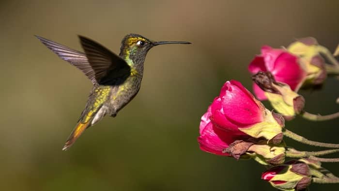  when do hummingbirds come in virginia