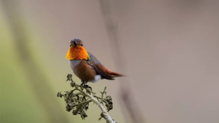  when do hummingbirds come to virginia