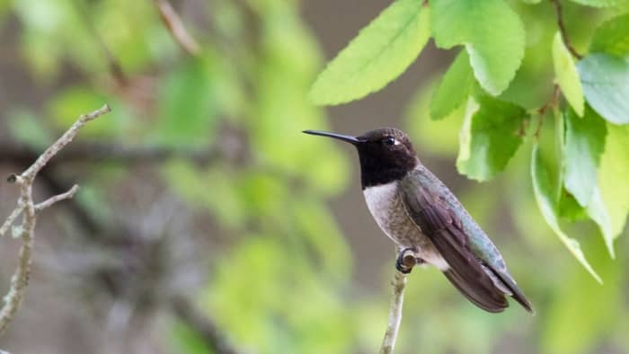 when do hummingbirds return to north carolina
