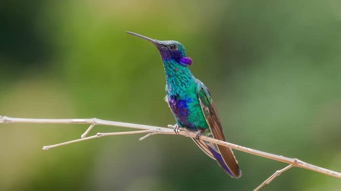 where to hang hummingbird feeder