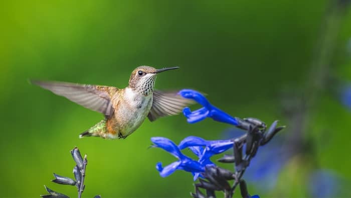  why hummingbirds stop coming to feeder