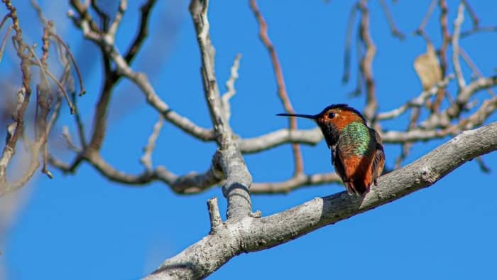 Allen’s hummingbird