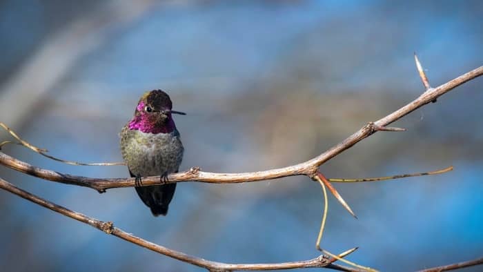 Anna’s hummingbird