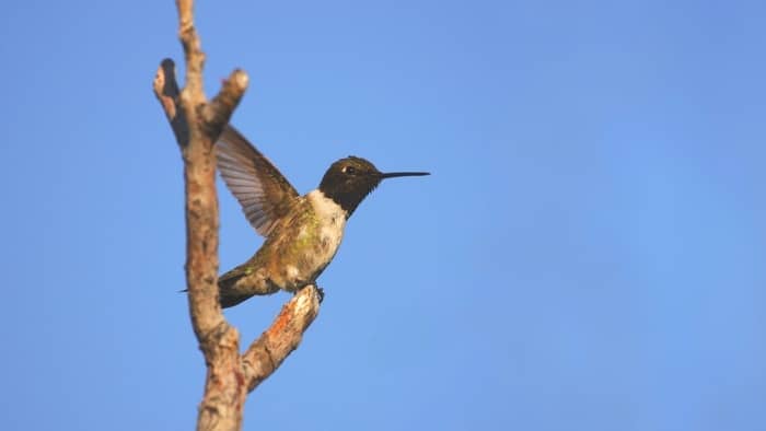 Black-chinned hummingbird