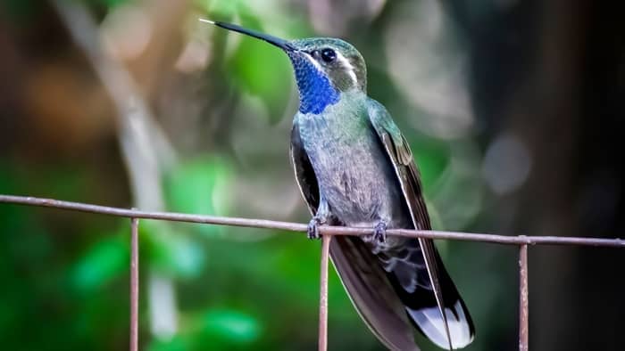 Blue-throated hummingbird