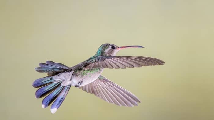 Broad-billed hummingbird