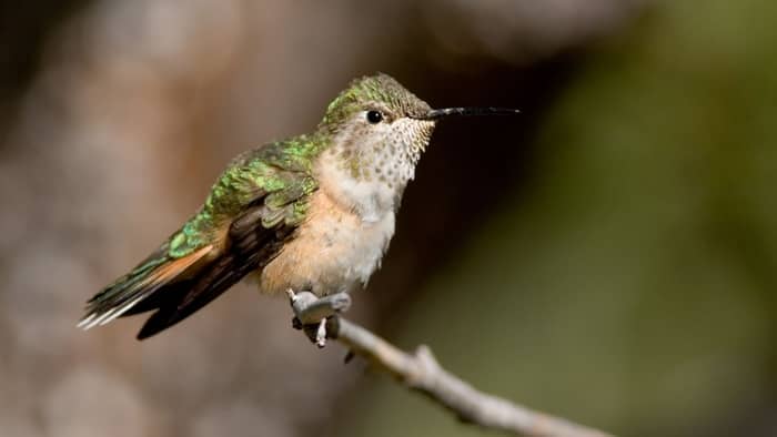 Broad-tailed hummingbird