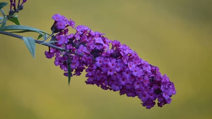 Butterfly Bush