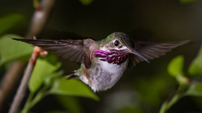 Calliope’s hummingbird
