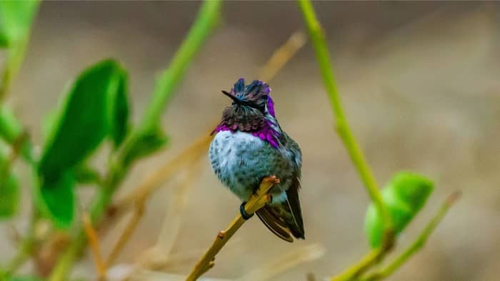 Costa’s hummingbird