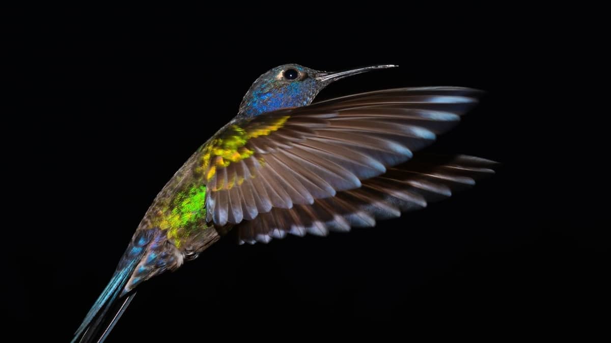 Do Hummingbirds Come Out At Night