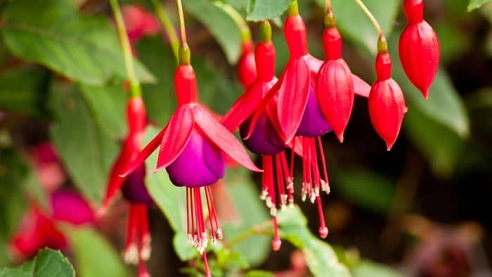 Fuchsia