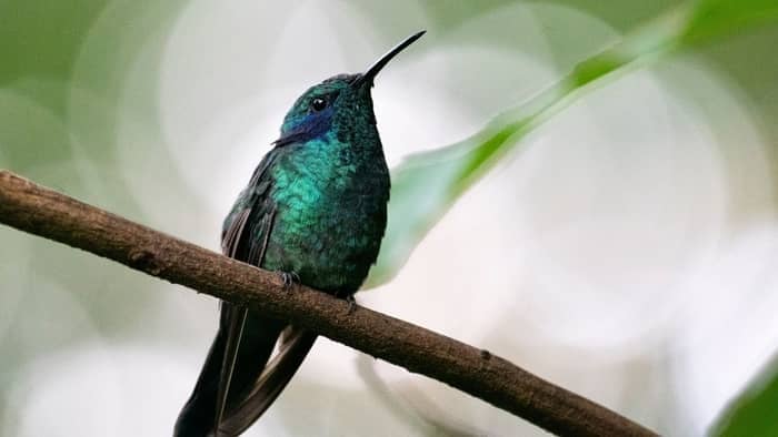 Green-Violetear hummingbird