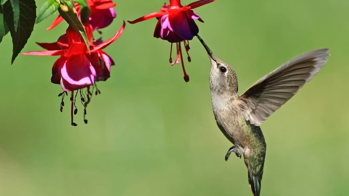Hanging Plants For Hummingbirds