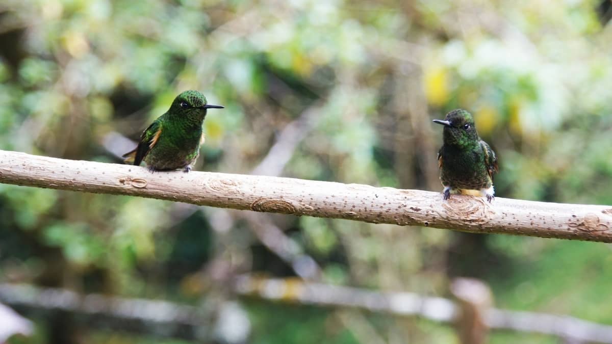 How Do Hummingbirds Mate