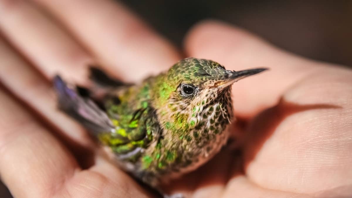 How Fast Is A Hummingbird's Heart Beat