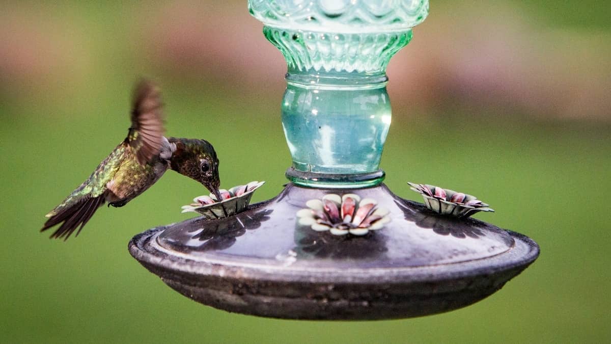 How Long Does It Take For Hummingbirds To Find A Feeder