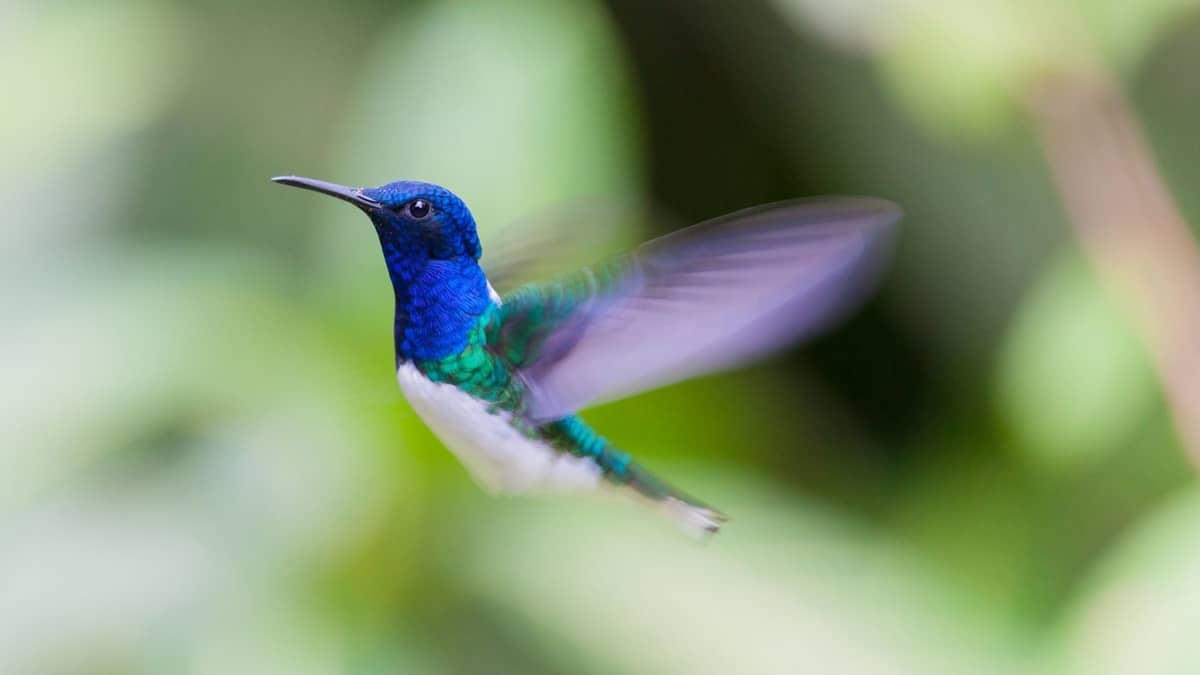 How Many Times Does A Hummingbird Flap Its Wings Per Second