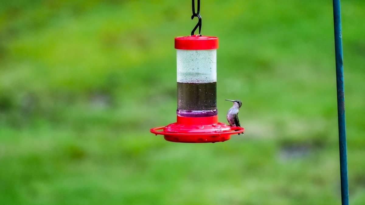 How Often To Clean Hummingbird Feeder