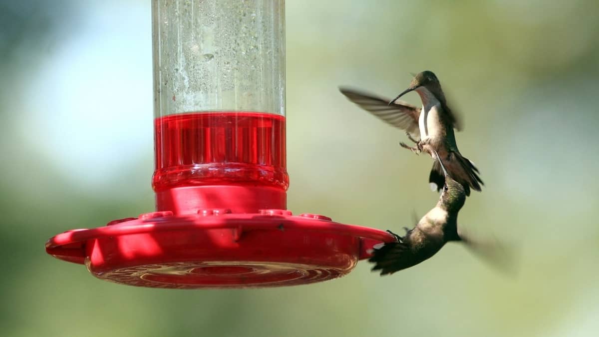 How To Keep Hummingbirds From Fighting