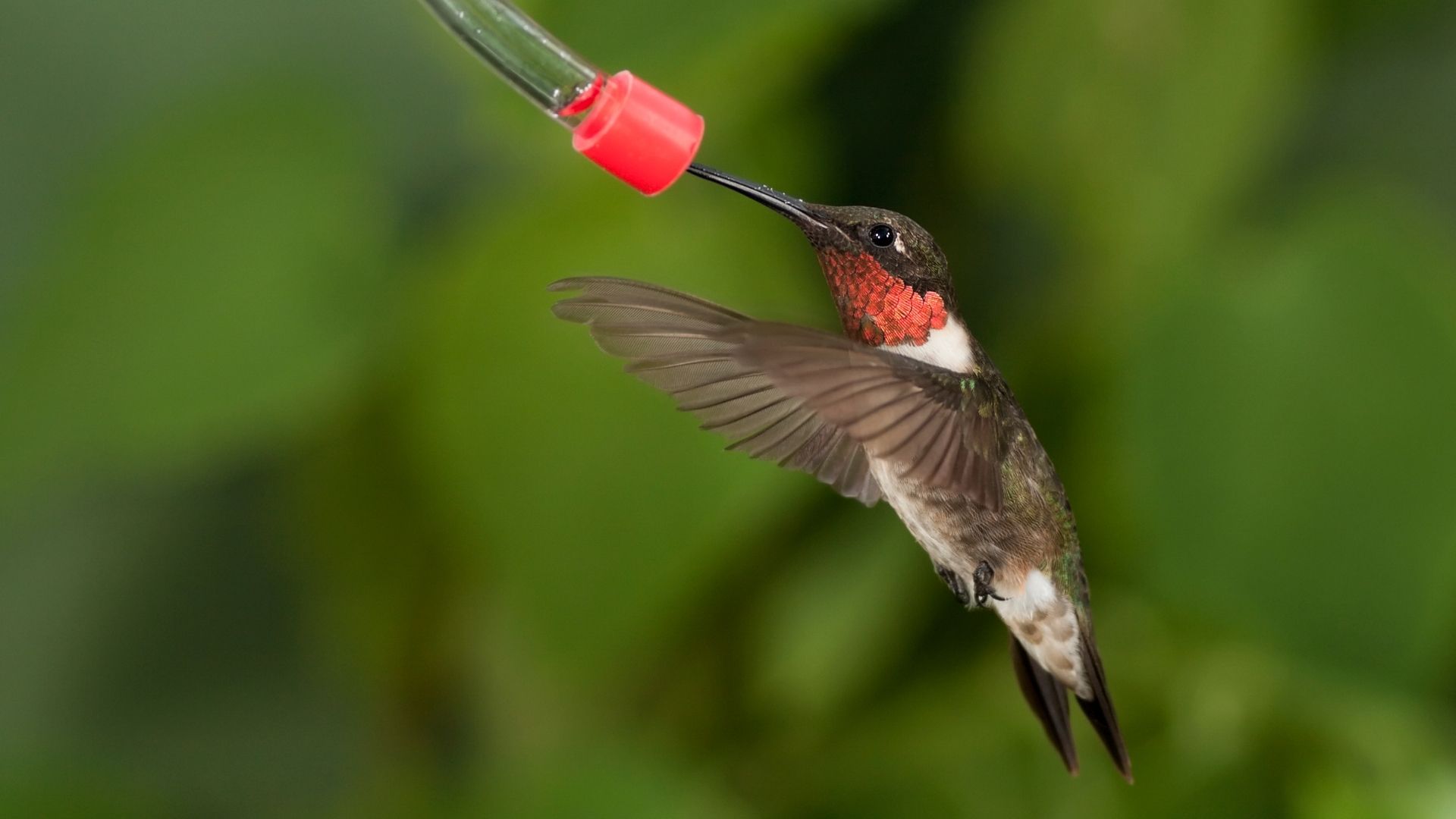 How To Make A Hummingbird Feeder Tube