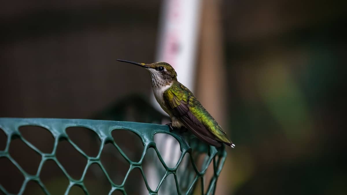 Hummingbird Beak Facts