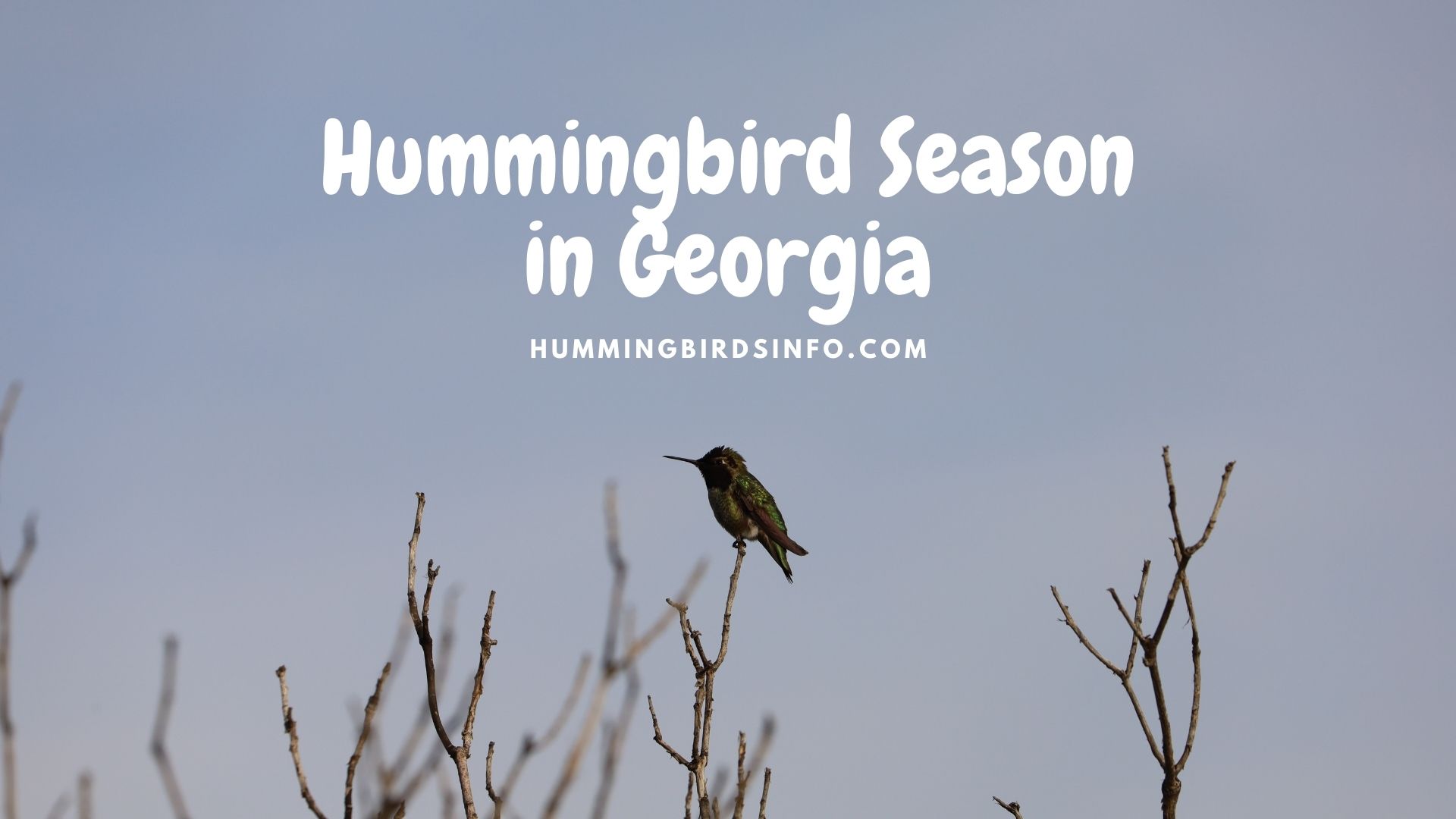 Hummingbird Season in Georgia