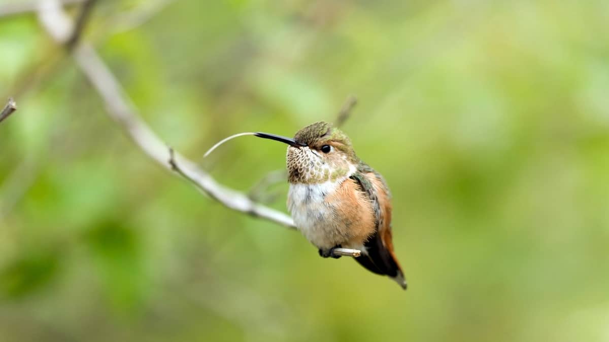 Hummingbird Tongue Length