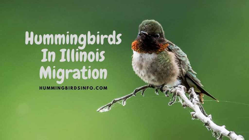 Hummingbirds Migration In Illinois Hummingbirds Info