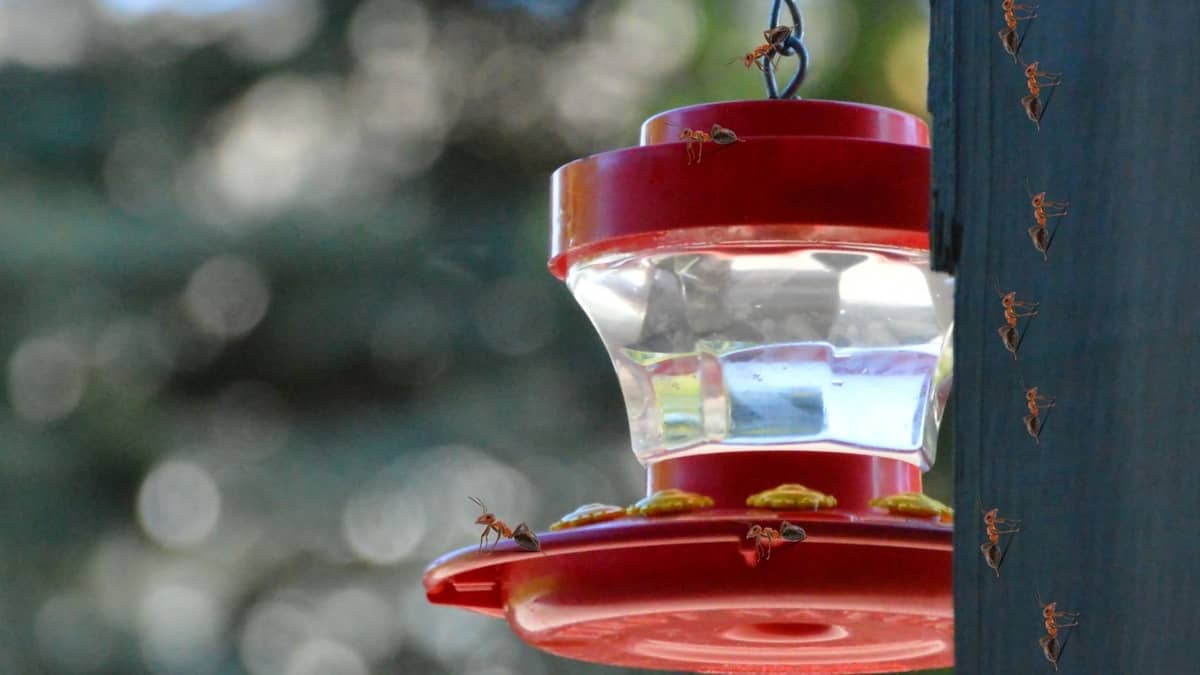 Keeping Ants Off Hummingbird Feeder