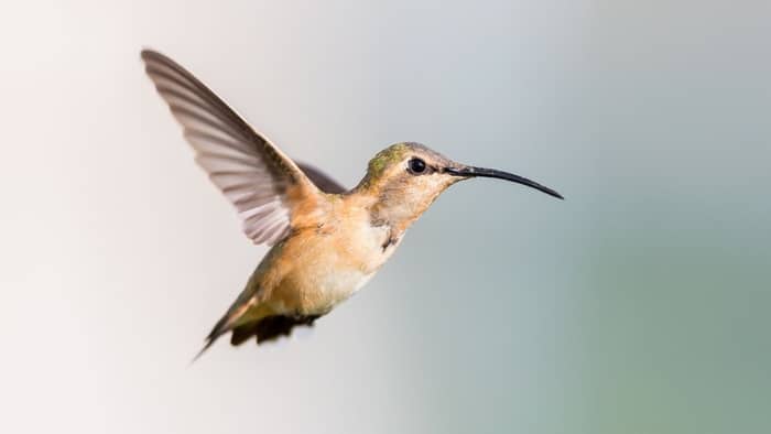 Lucifer hummingbird