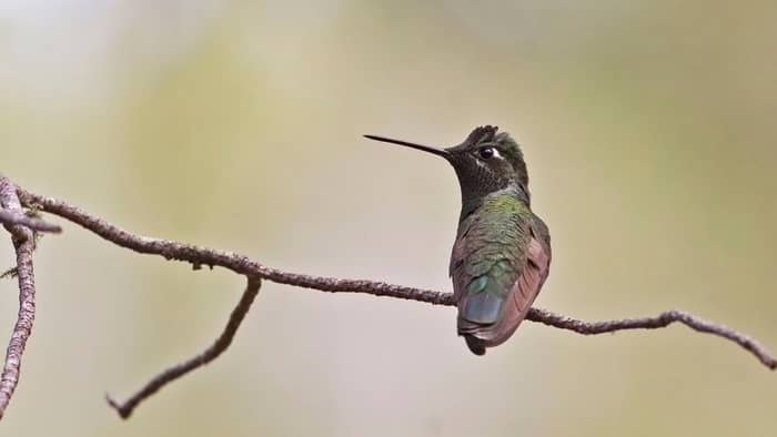 Rivoli’s hummingbird