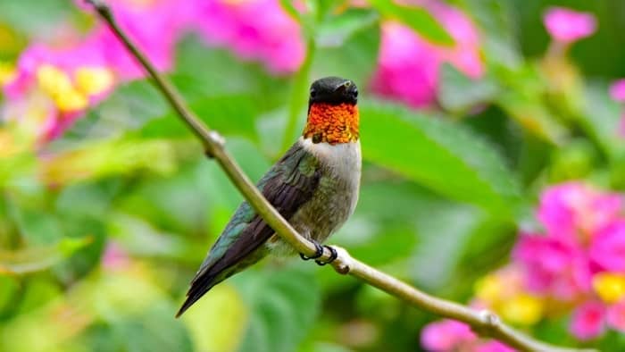 Ruby-throated hummingbird