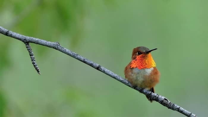 Rufous hummingbird