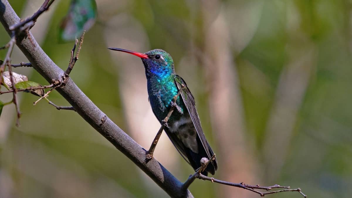 Types Of Hummingbirds In Arizona