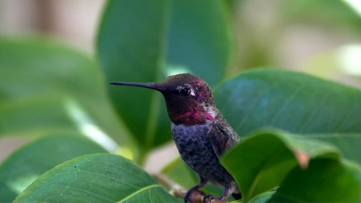 Types Of Hummingbirds In Georgia