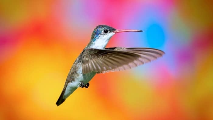 Violet-crowned hummingbird