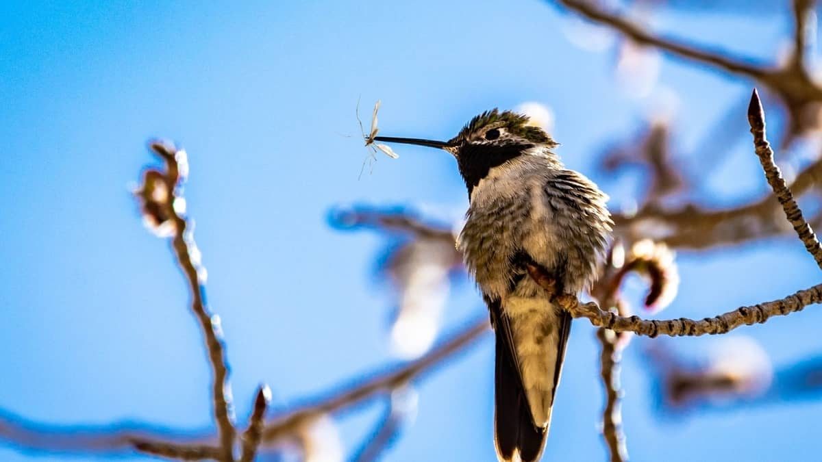 What Insects Do Hummingbirds Eat