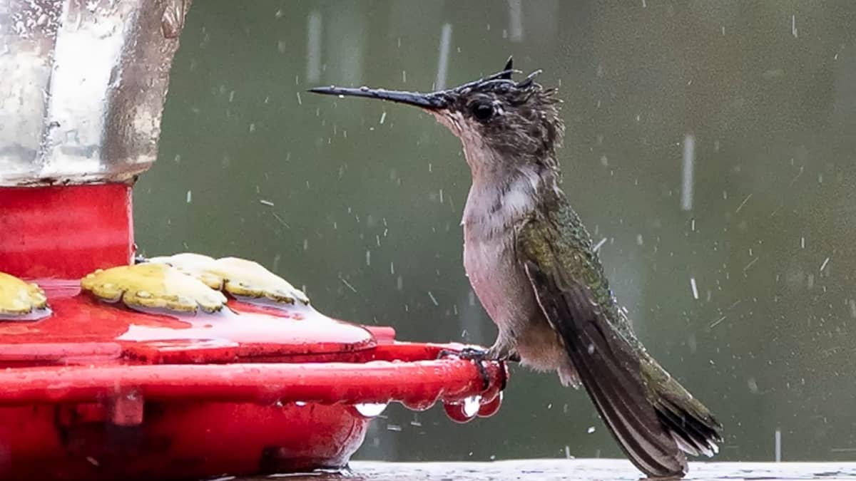 Where Do Hummingbirds Go When It Rains