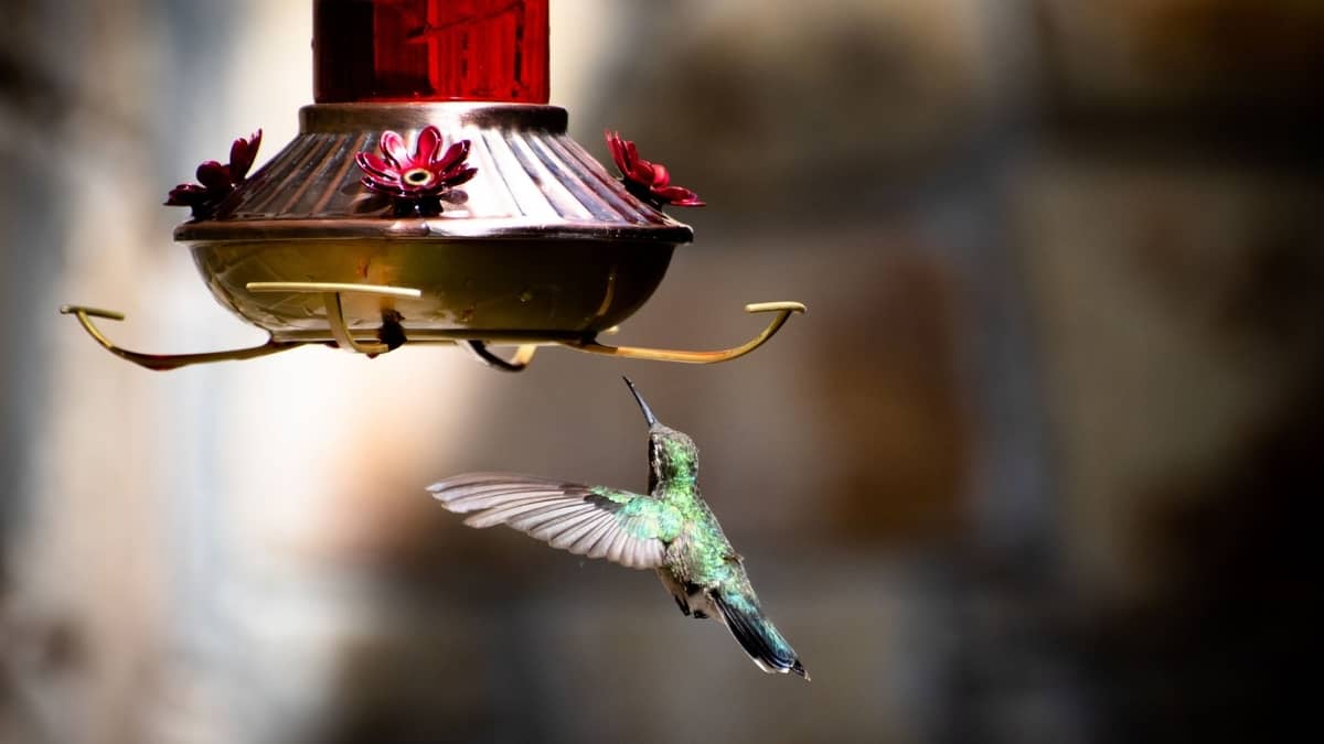 Why Do Hummingbirds Hover In Your Face