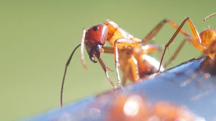  ants in my hummingbird feeder