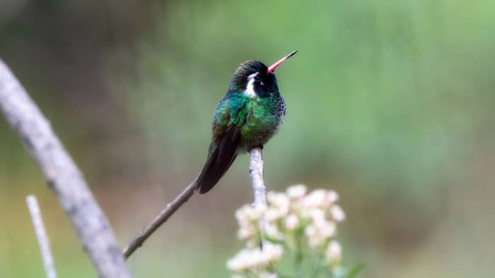  arizona hummingbird species