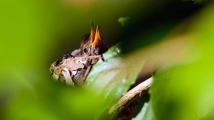 baby hummingbird