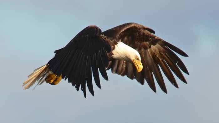 birds that can hover - eagle