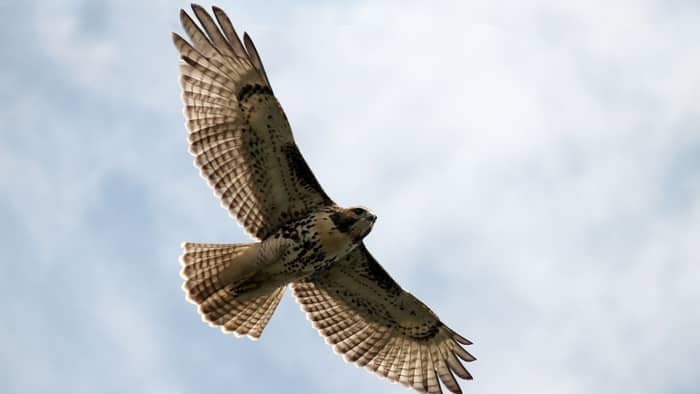 birds that can hover - hawk