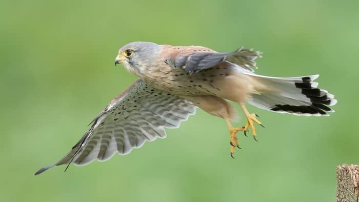 birds that can hover - kestrel