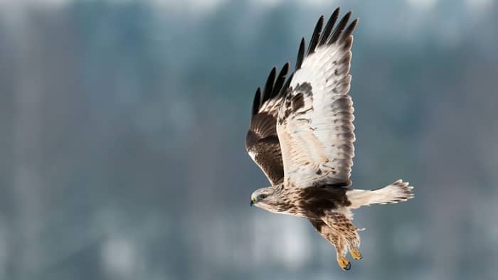 birds that can hover - rough legged buzzard