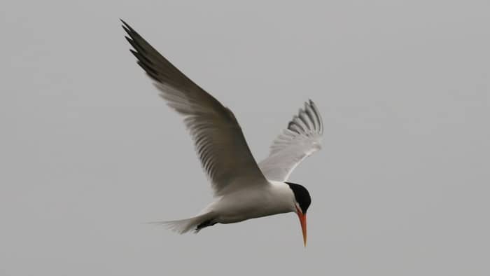 birds that can hover - terns