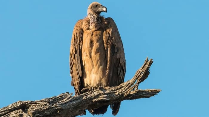 birds that can hover - vulture