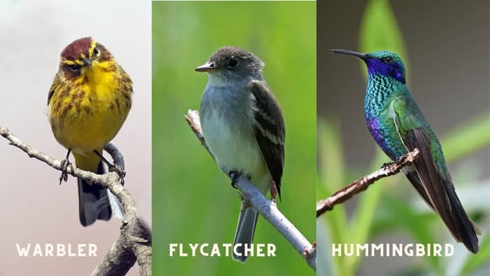 birds that look like hummingbirds